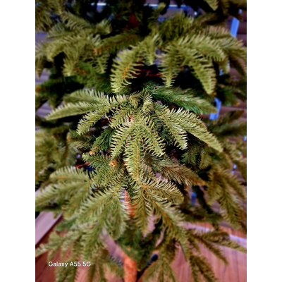 Jodła szlachetna PE na pniu